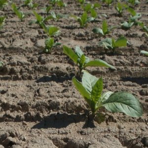 Philip Morris și Coldiretti: acord privind lanțul de aprovizionare cu produse agricole de tutun