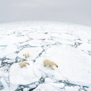 2021 için bir WWF referans aktörü