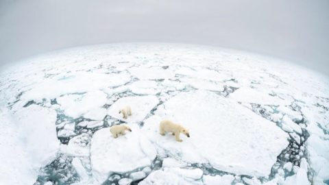 Un attore testimonial del WWF per il 2021