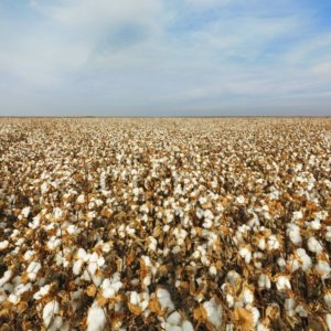 Albini bringt Biofusion, rückverfolgbare Baumwolle, auf den Markt