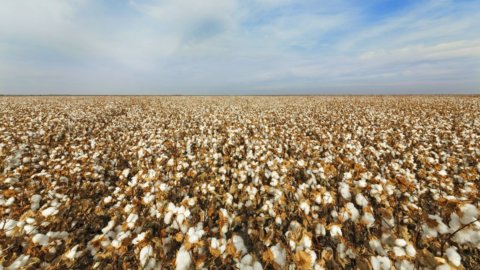 Albini lanza Biofusion, algodón trazable