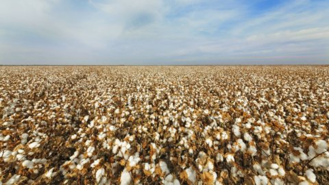 Albini bringt Biofusion, rückverfolgbare Baumwolle, auf den Markt