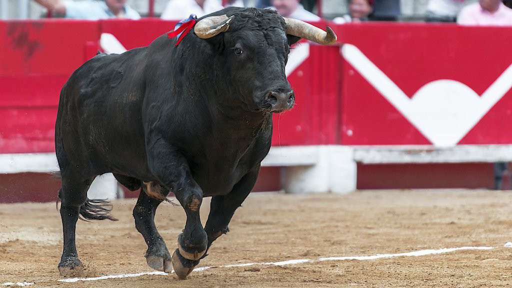 Scalping bull