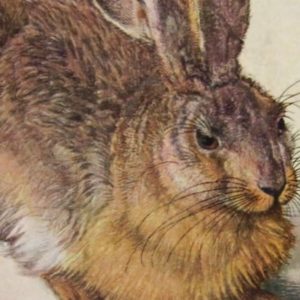 Albrecht Dürer, his story and his "leprotto"