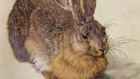 Albrecht Dürer, la sua storia e il suo “leprotto”