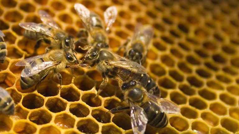 wwf-firsonline