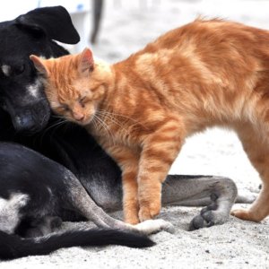 Adottiamo un cane e un gatto: le cose da sapere