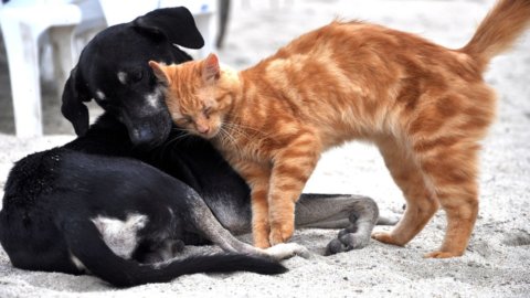 Adottiamo un cane e un gatto: le cose da sapere