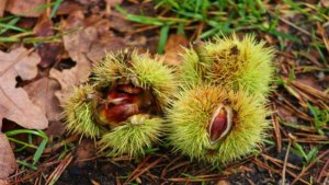 ricci di castagne