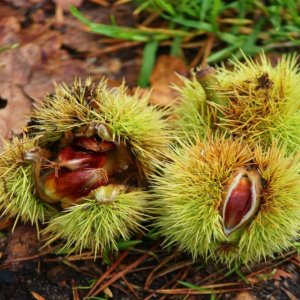 Farinha de castanha: a alternativa calórica, nutritiva e sem glúten