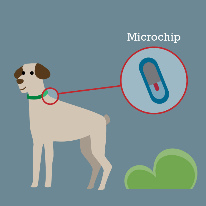 perro con microchip