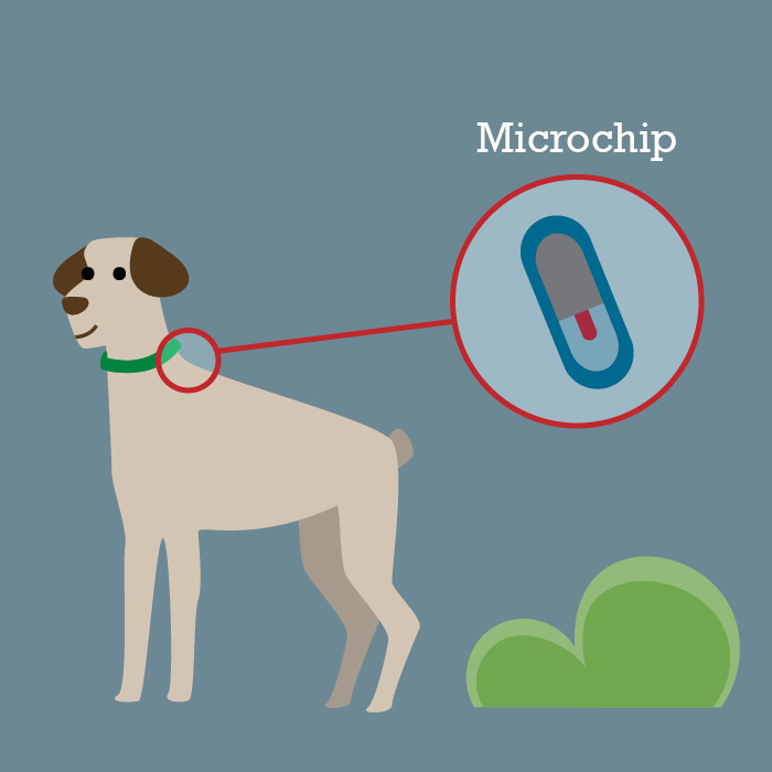 Chien avec micropuce