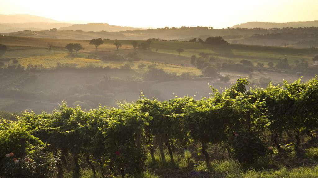 Verdicchio vineyard