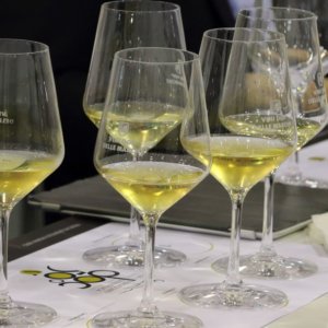 Vino: per il Verdicchio un’annata d’oro, exploit dell’imbottigliato