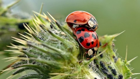 バイオダイナミクス：モリーゼは、地球との新しい関係に向けたイタリアの道を切り開きます