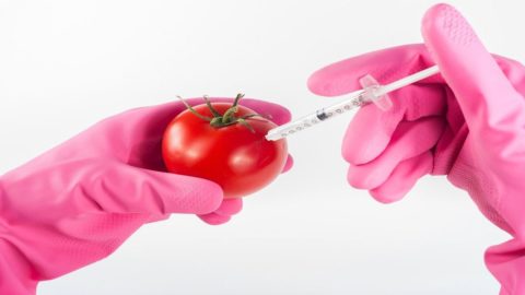 農業食品: 英国の EU 離脱後に GMO が再び登場