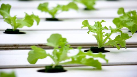 Agri-food: vertical farms new sustainable scenarios