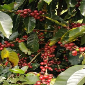 Caffè El Diamante, die neue Grenze, von Costa Rica bis Florenz