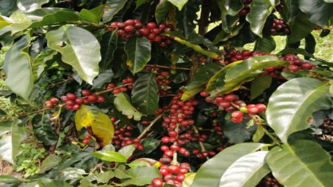 Caffè El Diamante, noua frontieră, de la Costa Rica la Florența