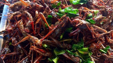 Insects: the food of the past, a sustainable alternative for the future