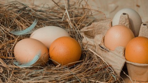 卵：幸せな鶏からのイタリアで最高の卵