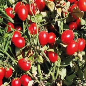 Buttiglieddru, geçmişin doğaya saygılı domatesi