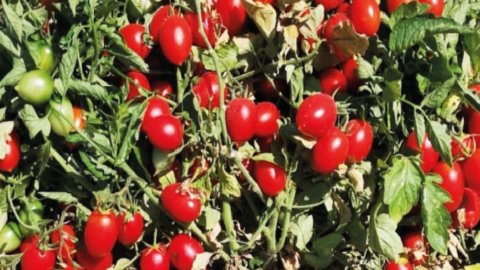 Buttiglieddru, il pomodoro di una volta che rispetta la natura