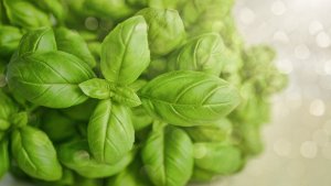 Basilico
