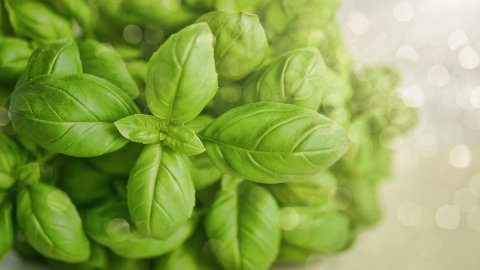 Manjericão genovês DOP: o ouro verde da Ligúria apreciado em todo o mundo. Aqui está a receita autêntica do verdadeiro pesto