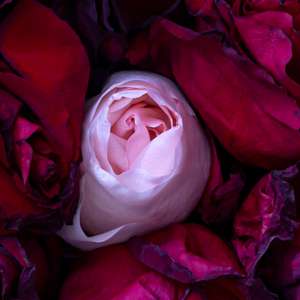 “Se la morte fosse un fiore profumato” il nuovo libro di Chiara Saccavini