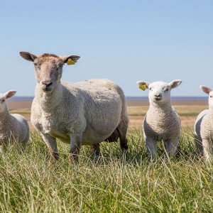 Italiani più sensibili con la pandemia, crollano vendite di agnello a Pasqua