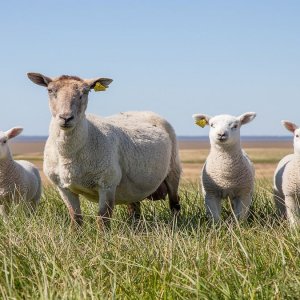 Les Italiens plus sensibles à la pandémie, les ventes d'agneau s'effondrent à Pâques