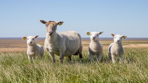 Italiani più sensibili con la pandemia, crollano vendite di agnello a Pasqua