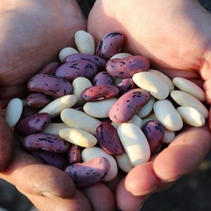 Deixa feijão! Leguminosas, uma proteína de baixo custo que faz bem à saúde e ao meio ambiente