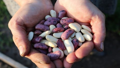 Let it beans! Legumes, a low-cost protein that is good for health and the environment