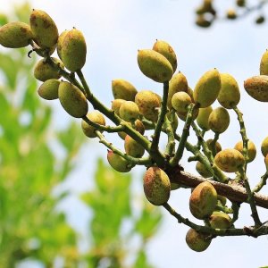 Pistachio di Bronte DOP: Pistìs Süßwarenwette in Sizilien