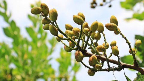 Pistachio di Bronte DOP: Pistì's confectionary bet in Sicily