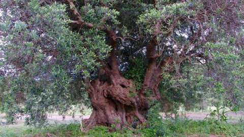 L’Olio fa turismo: nasce il movimento di promozione dell’olivicoltura