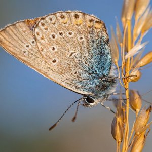 New Deal: o governo à prova da bioagricultura