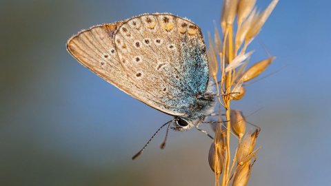 New Deal: il governo alla prova della bioagricoltura