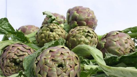 Artichoke of Paestum IPG, precocious and versatile, heralds spring in the kitchen