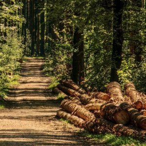 Produrre energia dal legno di scarto: quanto valgono le foreste