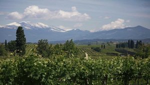 Vigneti cantine di Custoza