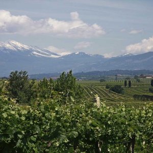 Movimenti nel mondo del vino: nasce Cantina di Verona gruppo da 65 milioni