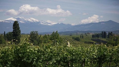 Movimentos no mundo do vinho: nasce a Cantina di Verona, um grupo de 65 milhões