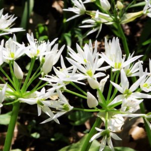 Aglio orsino, amato dagli orsi e ricco di proprietà benefiche