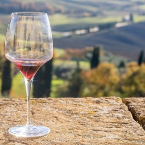 Leonardo, torna in vita il vino che produceva nella vigna di Milano