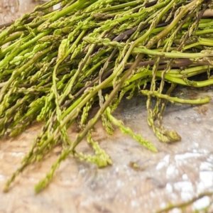 زندگی میں واپس، یہ جنگل میں جنگلی asparagus جمع کرنے کا وقت ہے