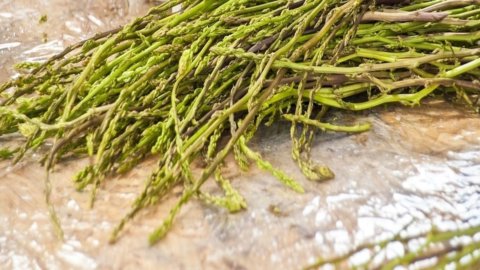 زندگی میں واپس، یہ جنگل میں جنگلی asparagus جمع کرنے کا وقت ہے