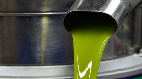 Extra virgin olive oil: AIRO launches a course for mill technicians in San Casciano